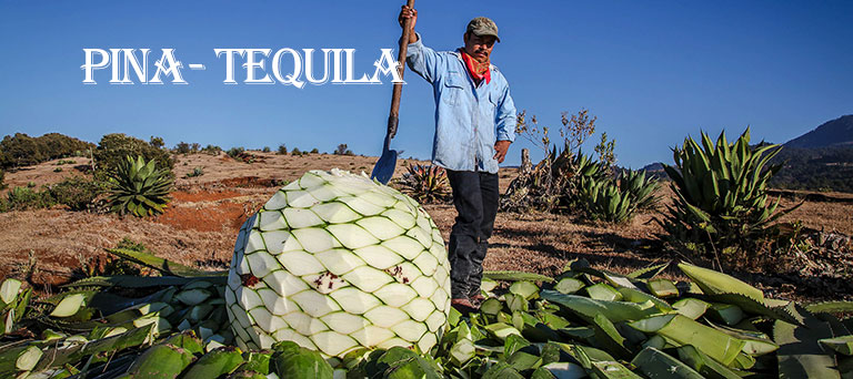pina tequila stockholm
